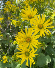 Silphium