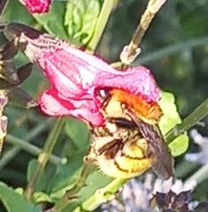 Bombus pascuorum