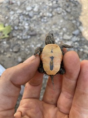 Chrysemys picta marginata