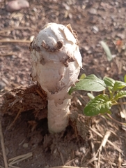 Podaxis pistillaris