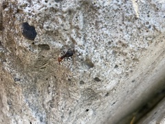 Formica obscuripes