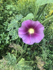 Alcea rosea