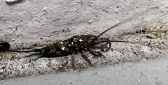 Archaeognatha