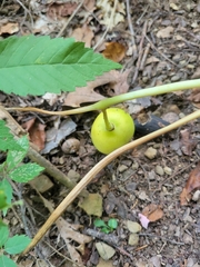 Podophyllum peltatum