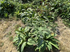 Symphytum officinale