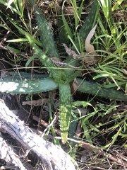 Aloe