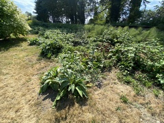 Symphytum officinale