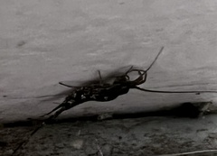 Archaeognatha
