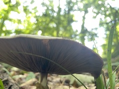 Lactarius subpurpureus