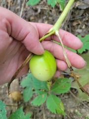 Podophyllum peltatum