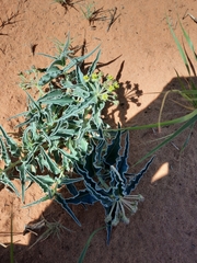 Asclepias macrosperma