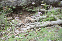 Allium