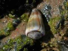 Conus muriculatus
