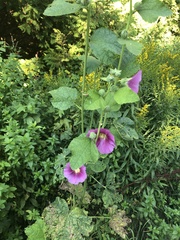 Alcea rosea