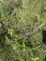 Salvia verticillata