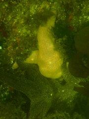 Pisaster ochraceus