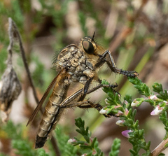 Eutolmus rufibarbis
