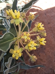 Asclepias macrosperma