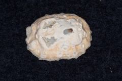 Radiacmea inconspicua