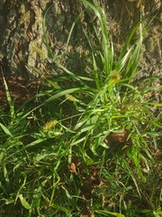 Setaria pumila
