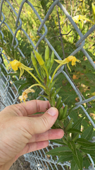 Oenothera
