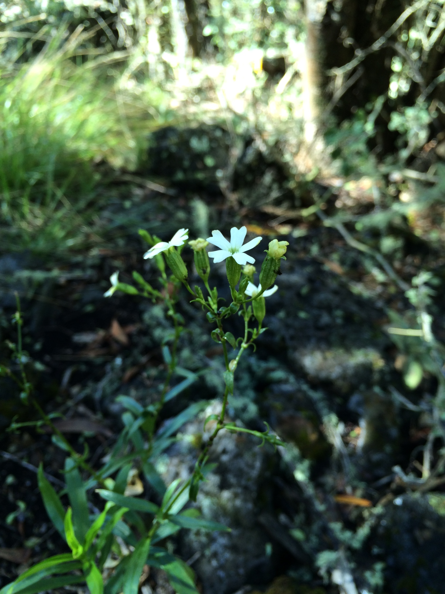 Silene lanceolata