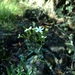 Kauai Catchfly - Photo (c) Vince Scheidt, some rights reserved (CC BY-NC), uploaded by Vince Scheidt