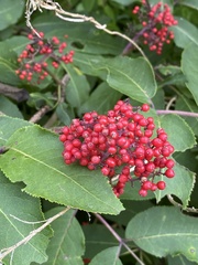 Sambucus racemosa
