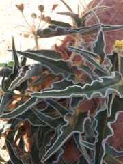 Asclepias macrosperma