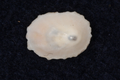 Radiacmea inconspicua