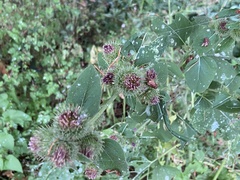 Arctium lappa