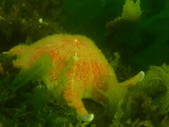 Dermasterias imbricata