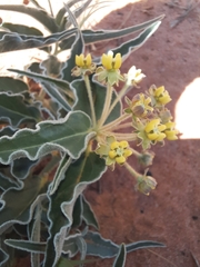 Asclepias macrosperma