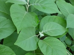 Solanum erianthum