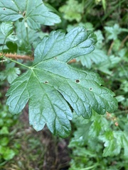 Ribes oxyacanthoides