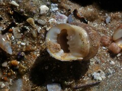 Nerita plicata