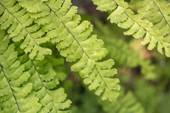 Adiantum aleuticum