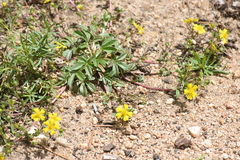 Potentilla luteosericea