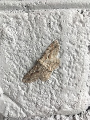 Iridopsis defectaria