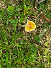 Lactifluus hygrophoroides