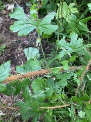 Ribes oxyacanthoides