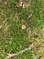 Lactifluus hygrophoroides