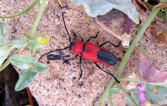 Crossidius coralinus