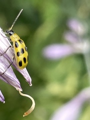 Diabrotica undecimpunctata