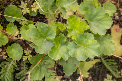 Heuchera