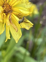 Toxomerus marginatus