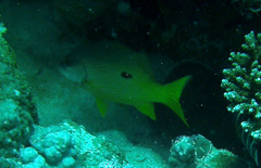 Lutjanus ehrenbergii