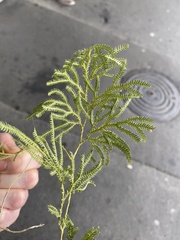 Lycopodium volubile