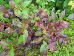 Vaccinium erythrocarpum
