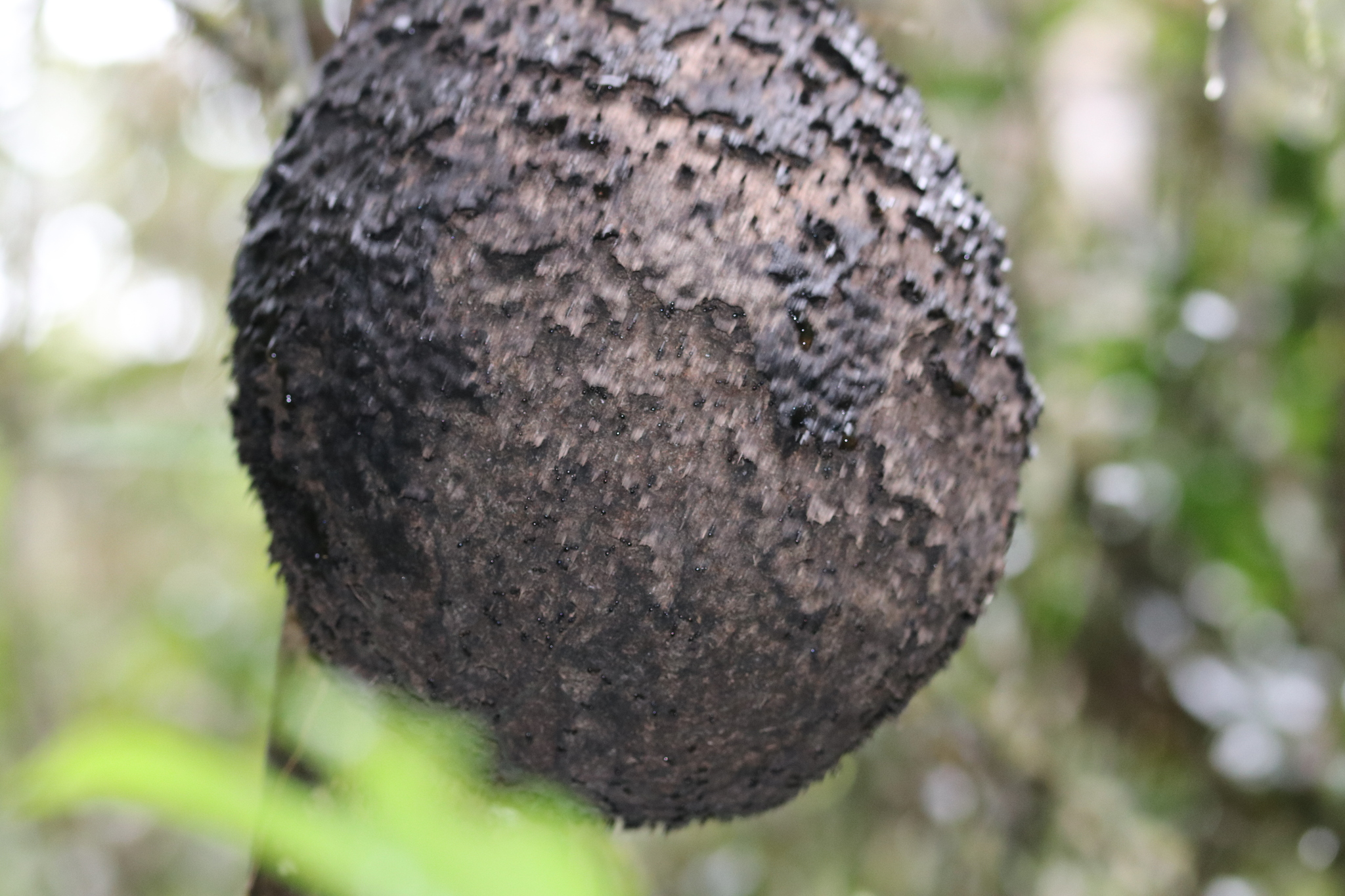 Crematogaster ranavalonae